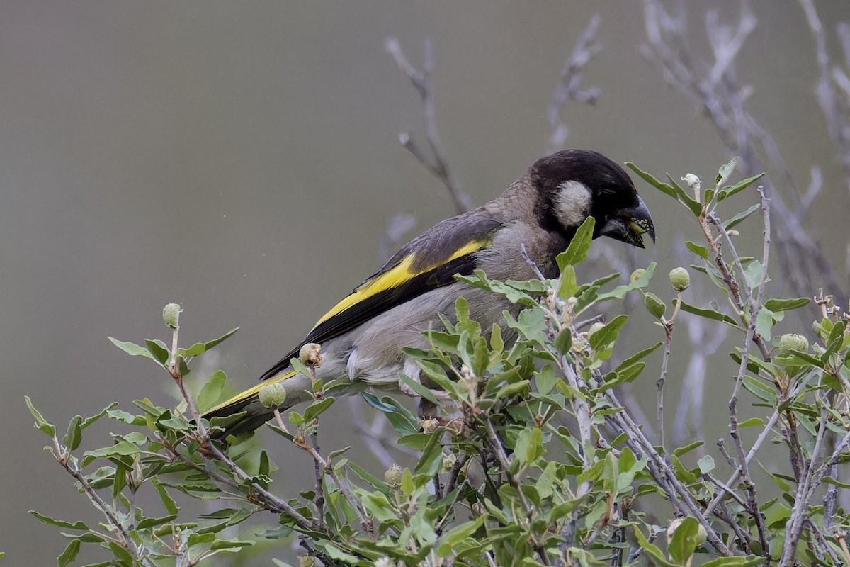 Socotra Grosbeak - ML627505166
