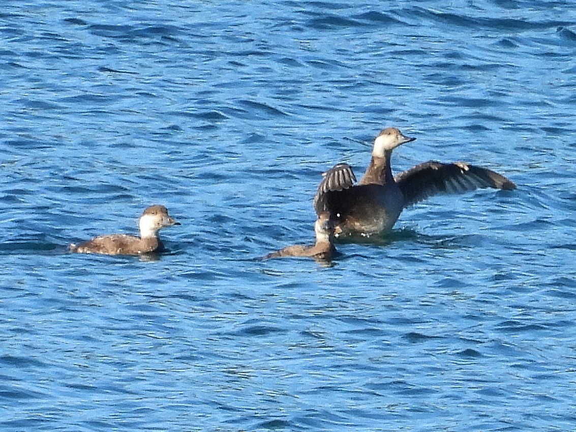 Common Scoter - ML627505178