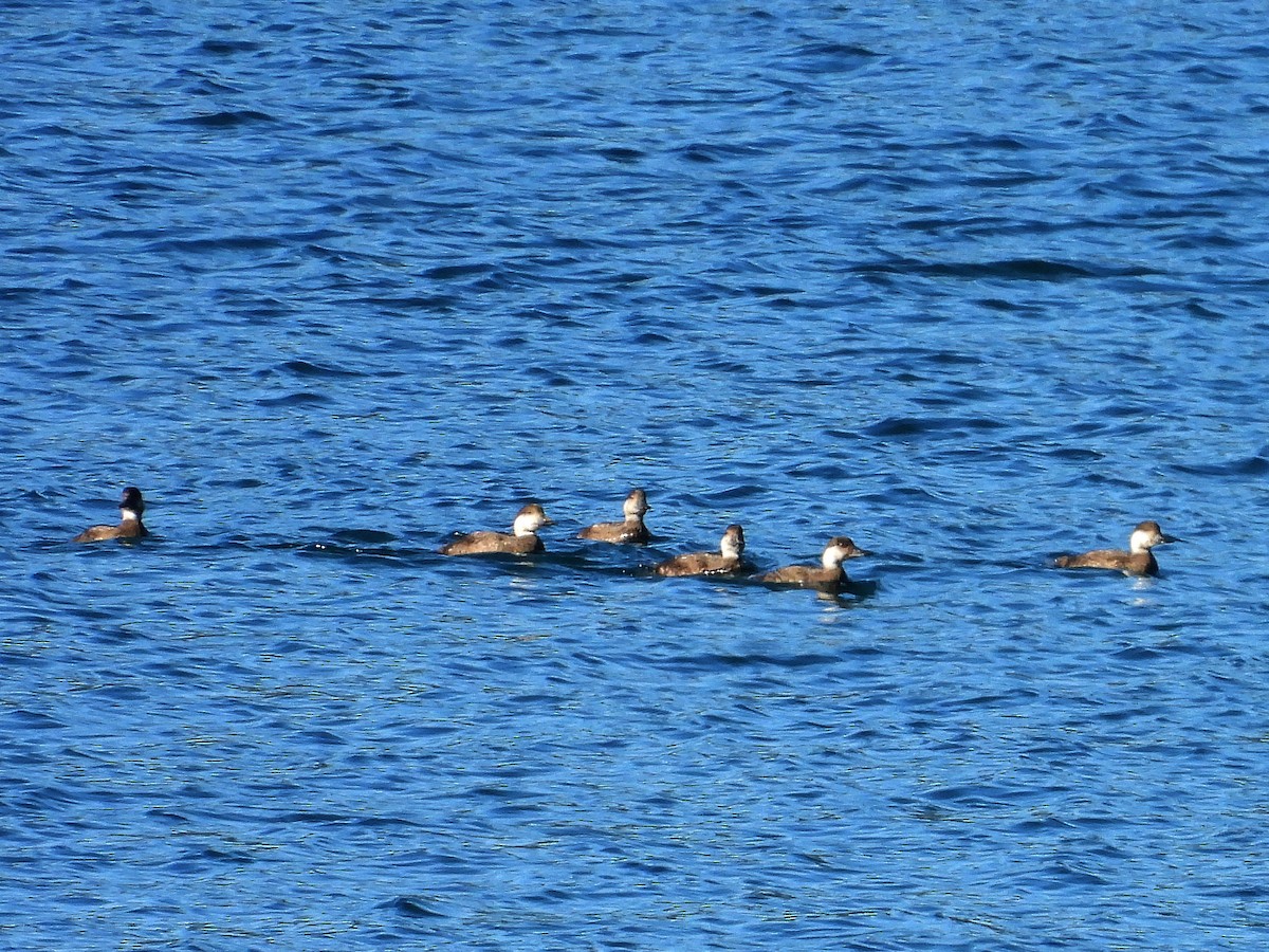 Common Scoter - ML627505179