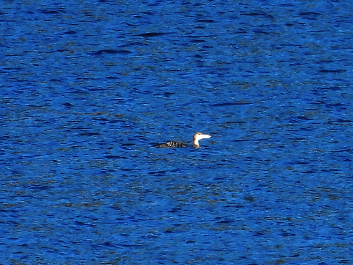 Common Loon - ML627505190