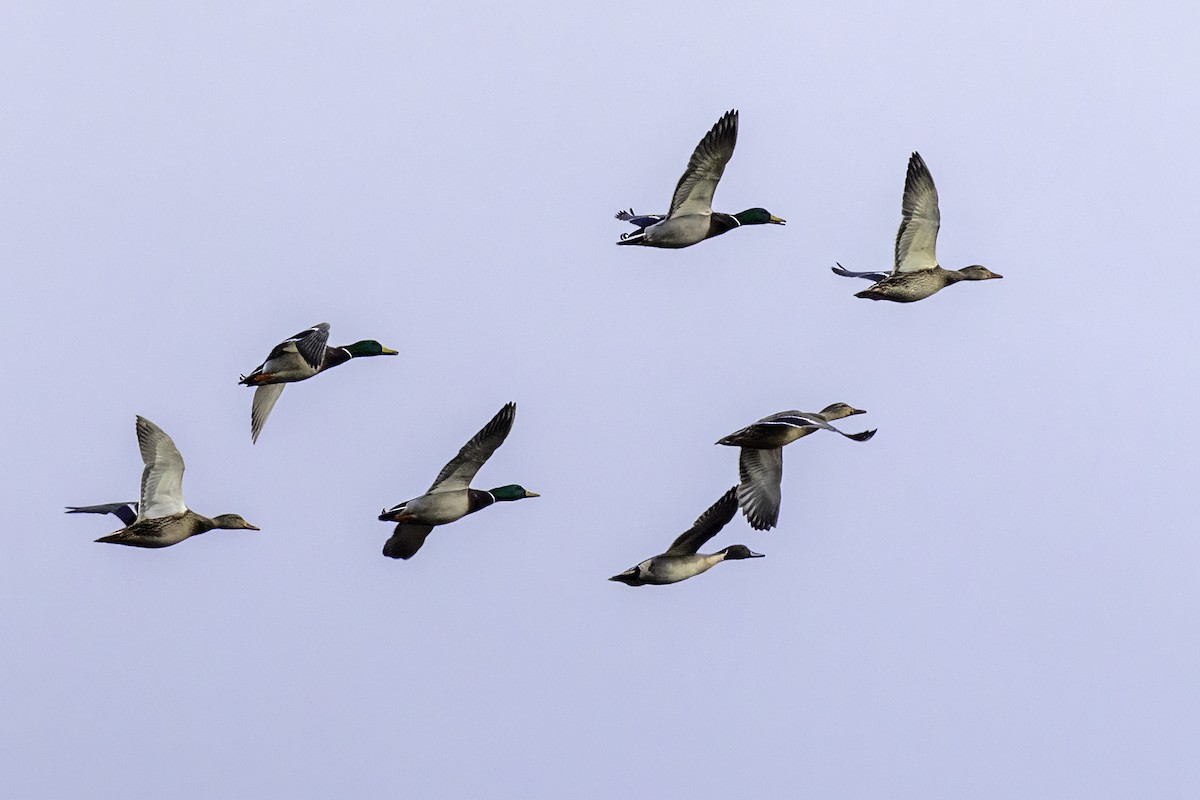 Northern Pintail - ML627505206