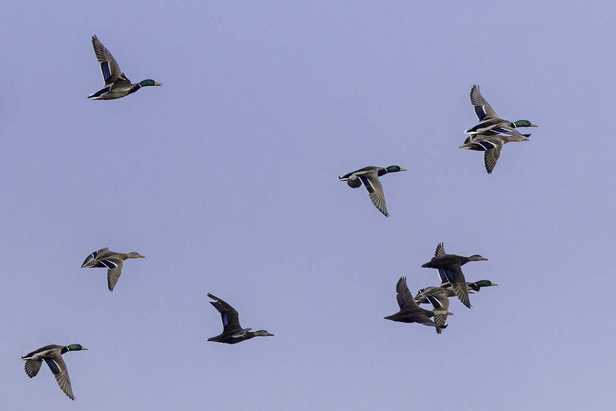 American Black Duck - ML627505209