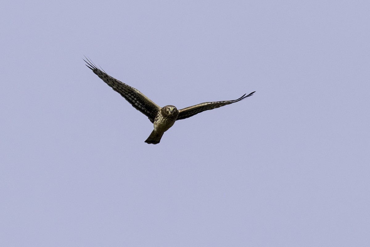 Northern Harrier - ML627505231