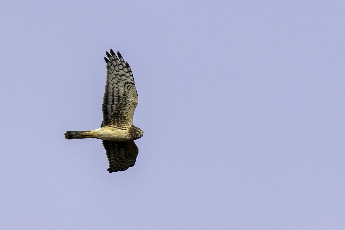 Northern Harrier - ML627505232