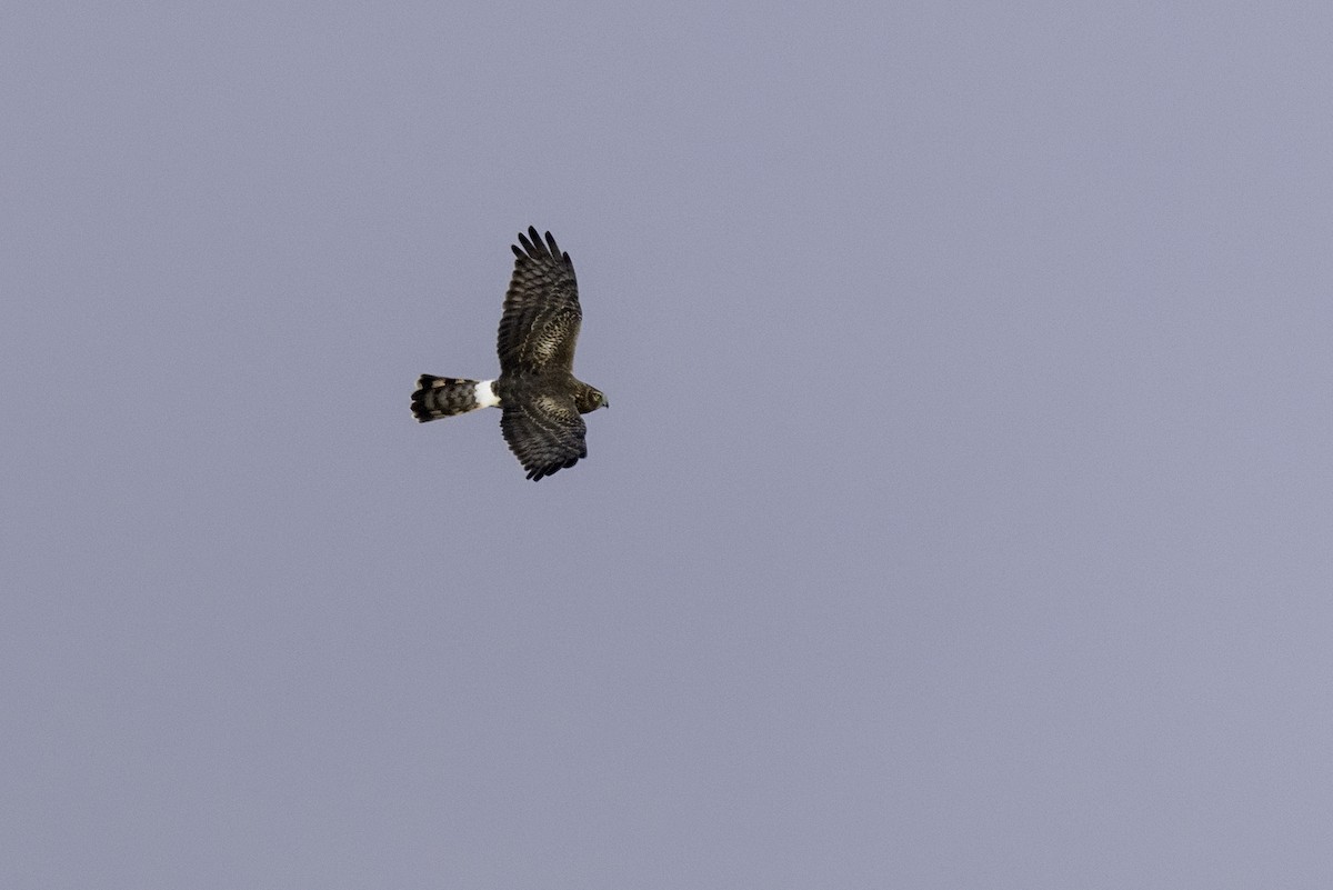 Northern Harrier - ML627505235