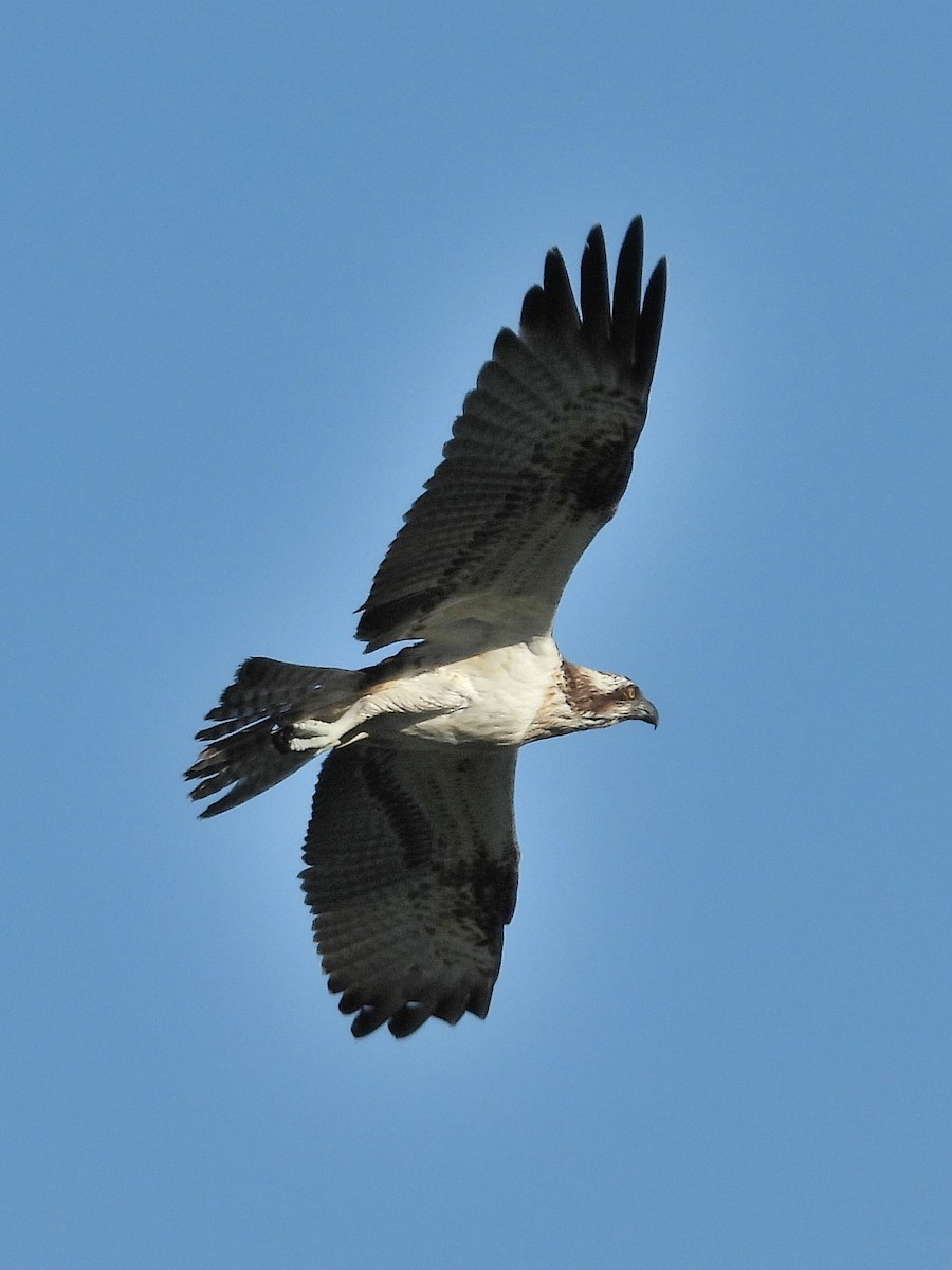 Osprey - ML627505256