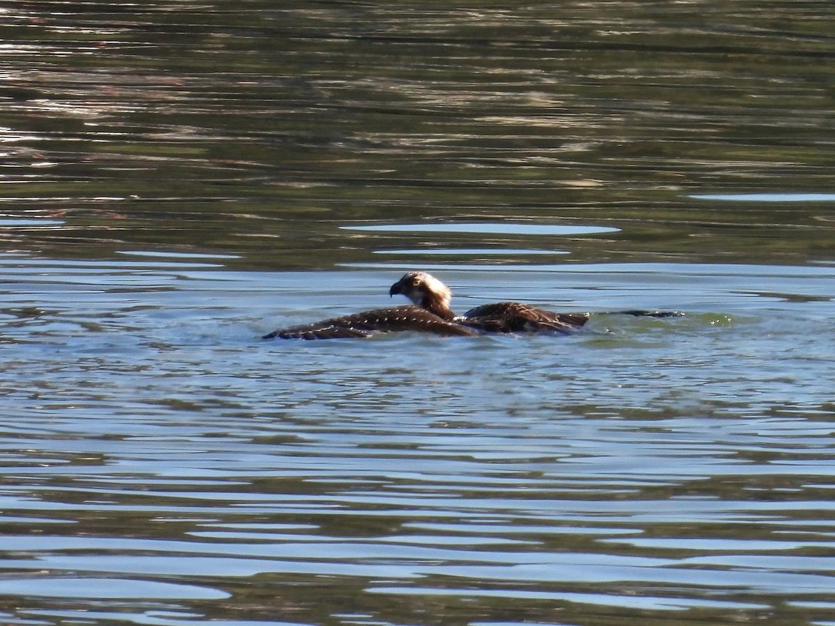 Osprey - ML627505257