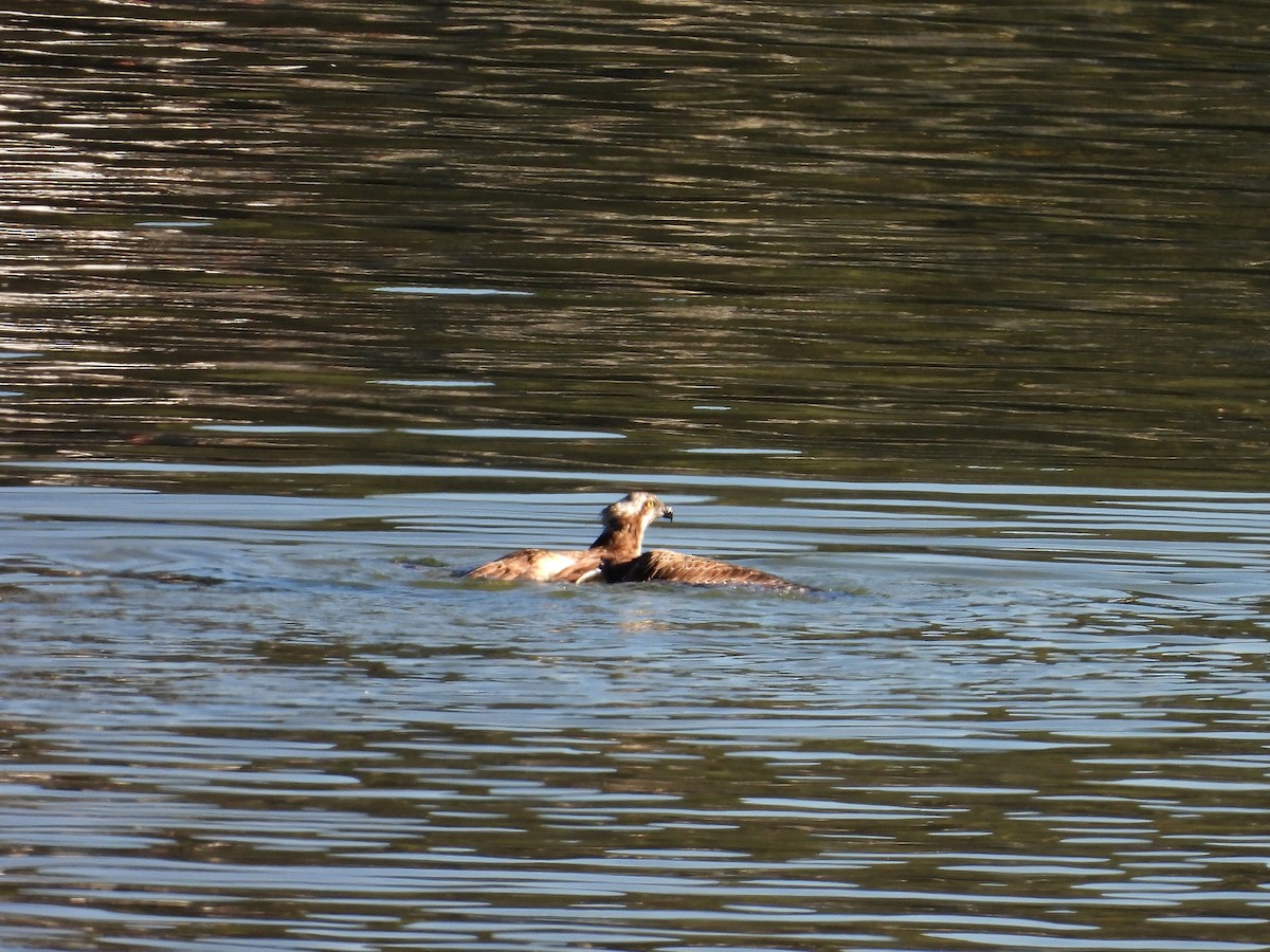 Osprey - ML627505258