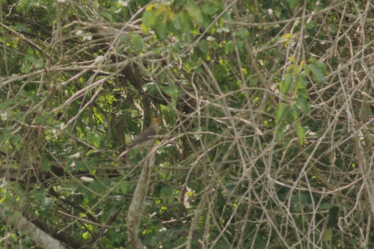 Spectacled Thrush - ML627505431