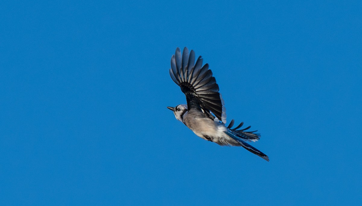 Blue Jay - ML627505453