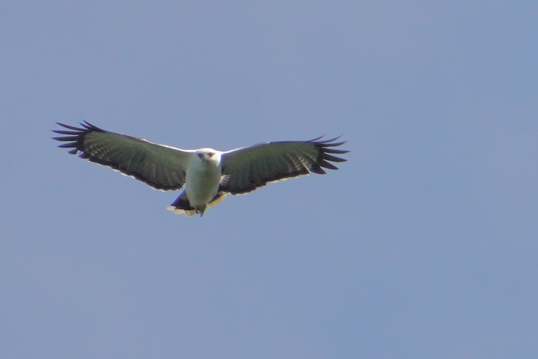 White Hawk - ML627505583