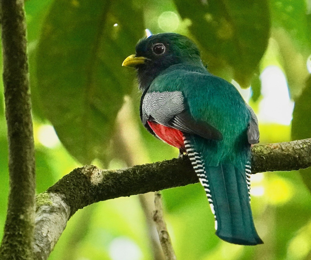 Collared Trogon - ML627505595