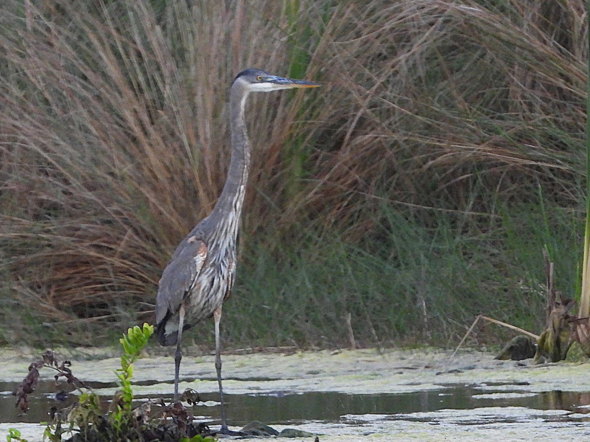 Great Blue Heron - ML627505918