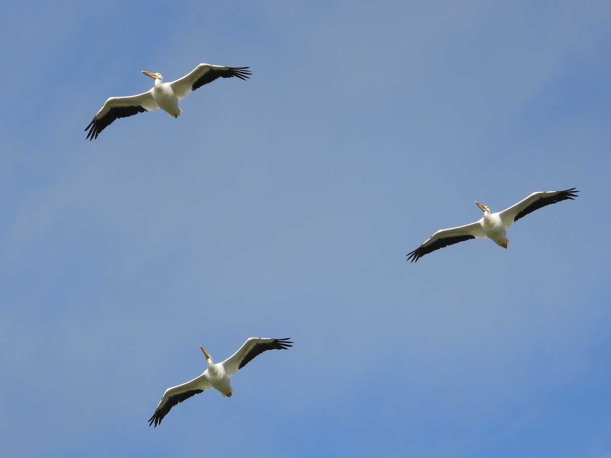 American White Pelican - ML627505920