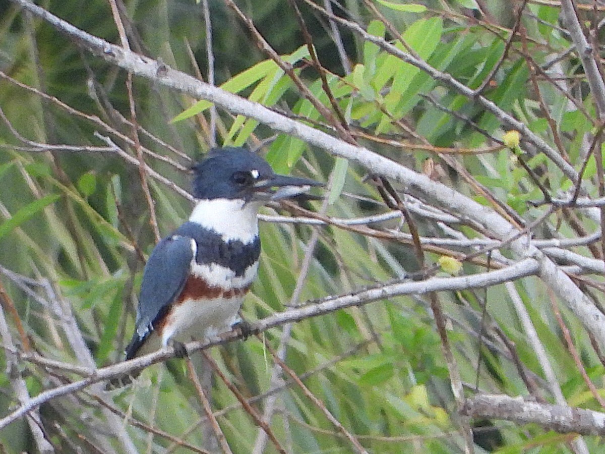 Belted Kingfisher - ML627505930