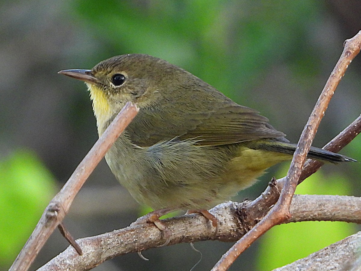 Common Yellowthroat - ML627505957