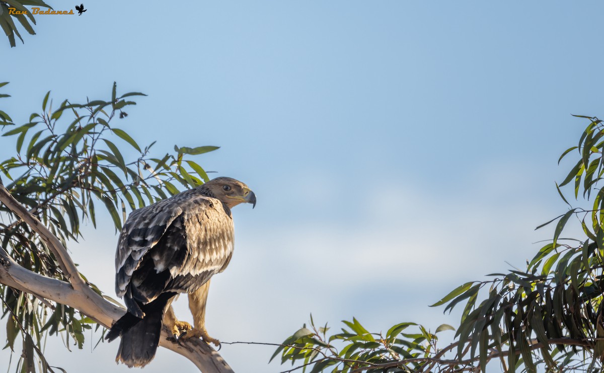 Imperial Eagle - ML627506018