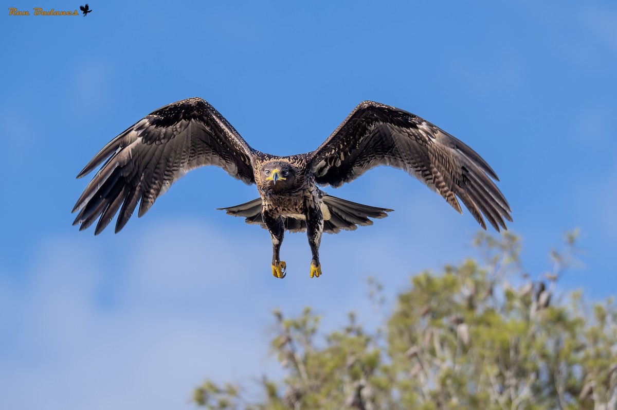 Greater Spotted Eagle - ML627506026