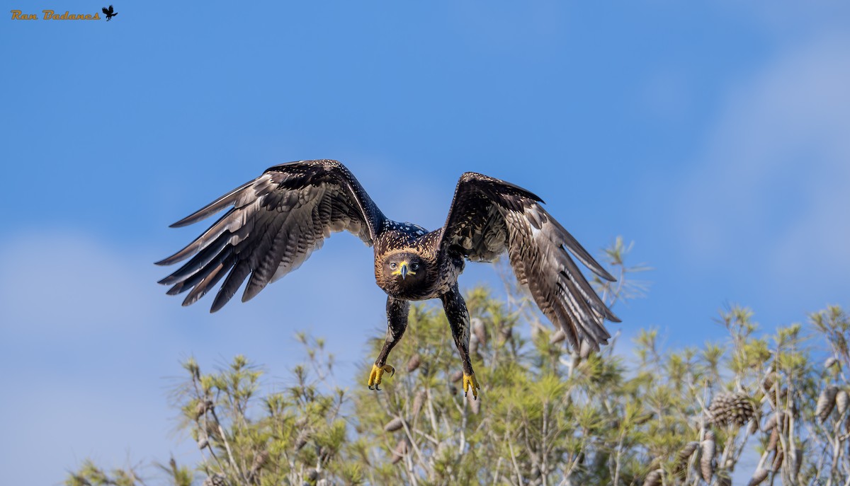 Greater Spotted Eagle - ML627506027