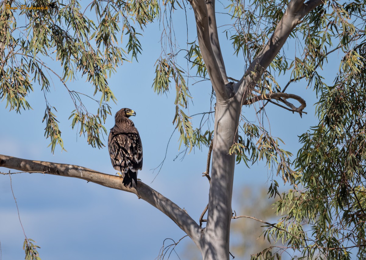 Greater Spotted Eagle - ML627506029