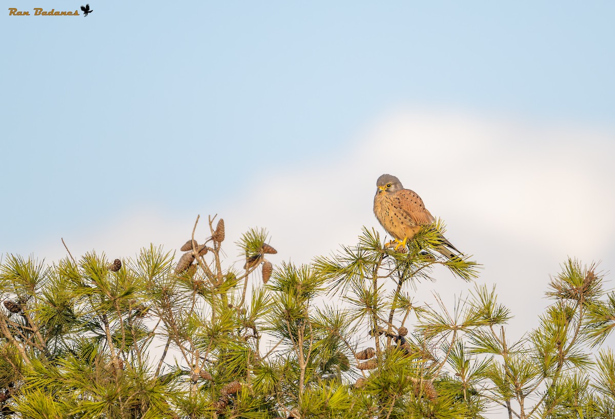 Eurasian Kestrel - ML627506033