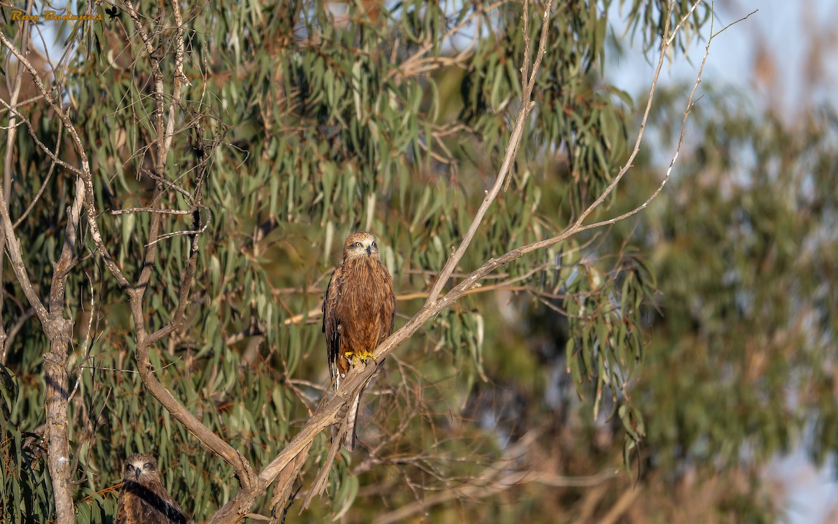 Black Kite - ML627506042