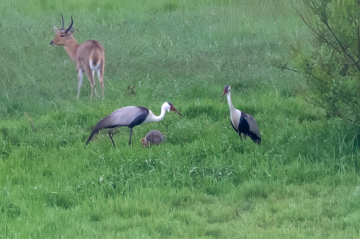 Wattled Crane - ML627506078