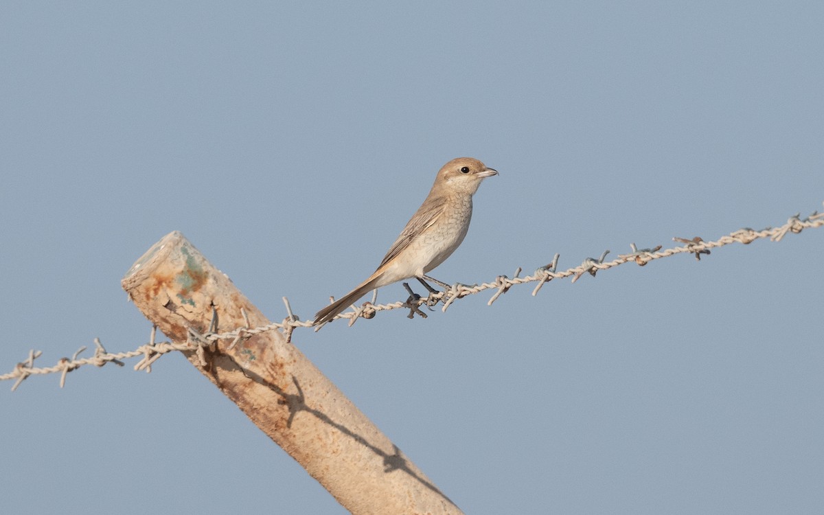 Isabelline Shrike - ML627506181