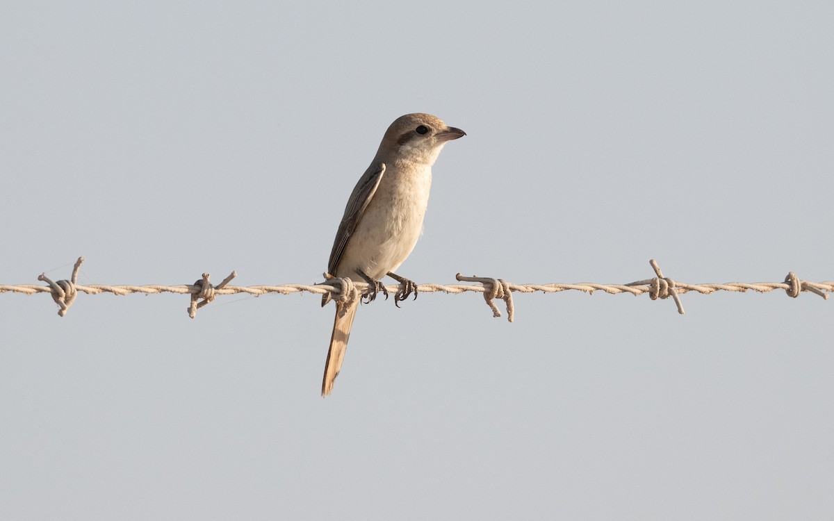Isabelline Shrike - ML627506182
