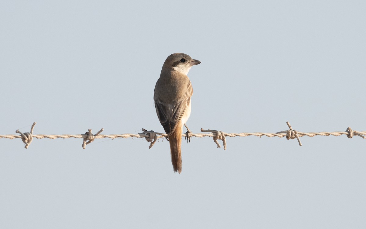 Isabelline Shrike - ML627506183