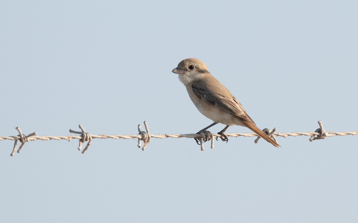 Isabelline Shrike - ML627506184