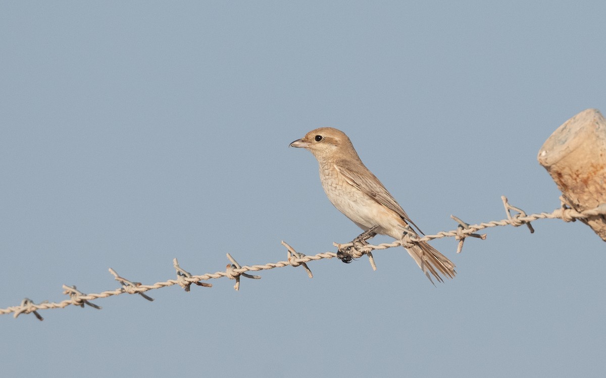 Isabelline Shrike - ML627506185