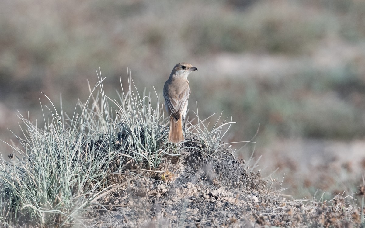 Isabelline Shrike - ML627506201