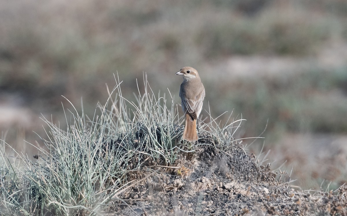 Isabelline Shrike - ML627506202