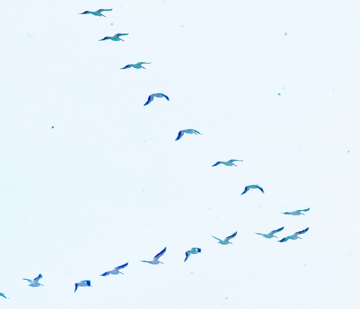 American White Pelican - ML627506277