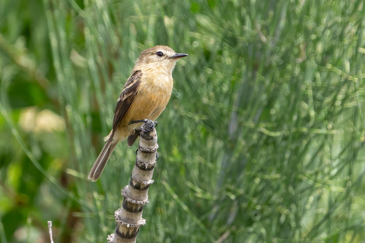 Rufescent Flycatcher - ML627506446