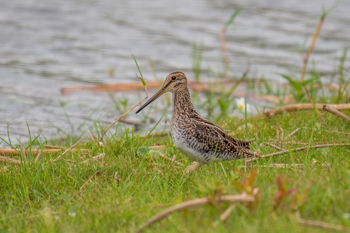 Pantanal Snipe - ML627506520