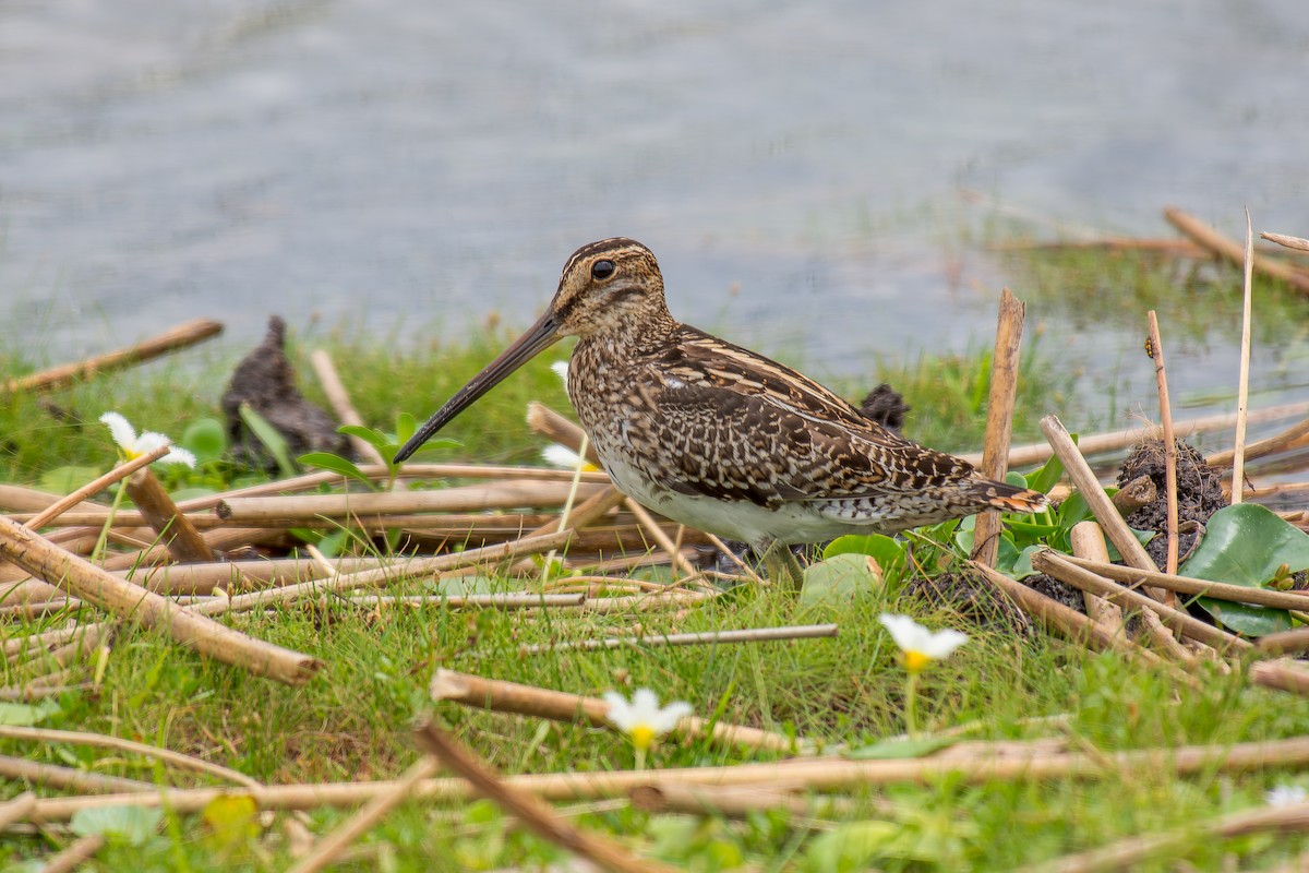 Pantanal Snipe - ML627506521