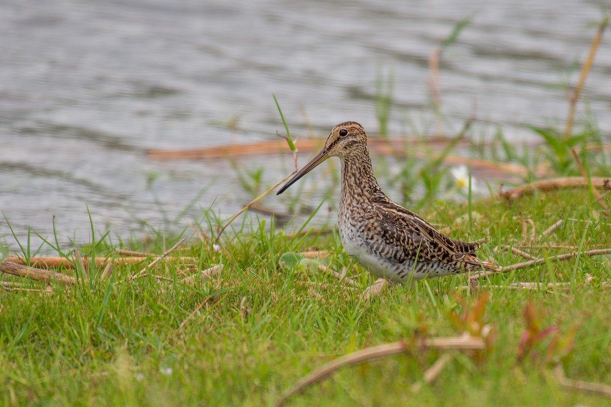 Pantanal Snipe - ML627506522