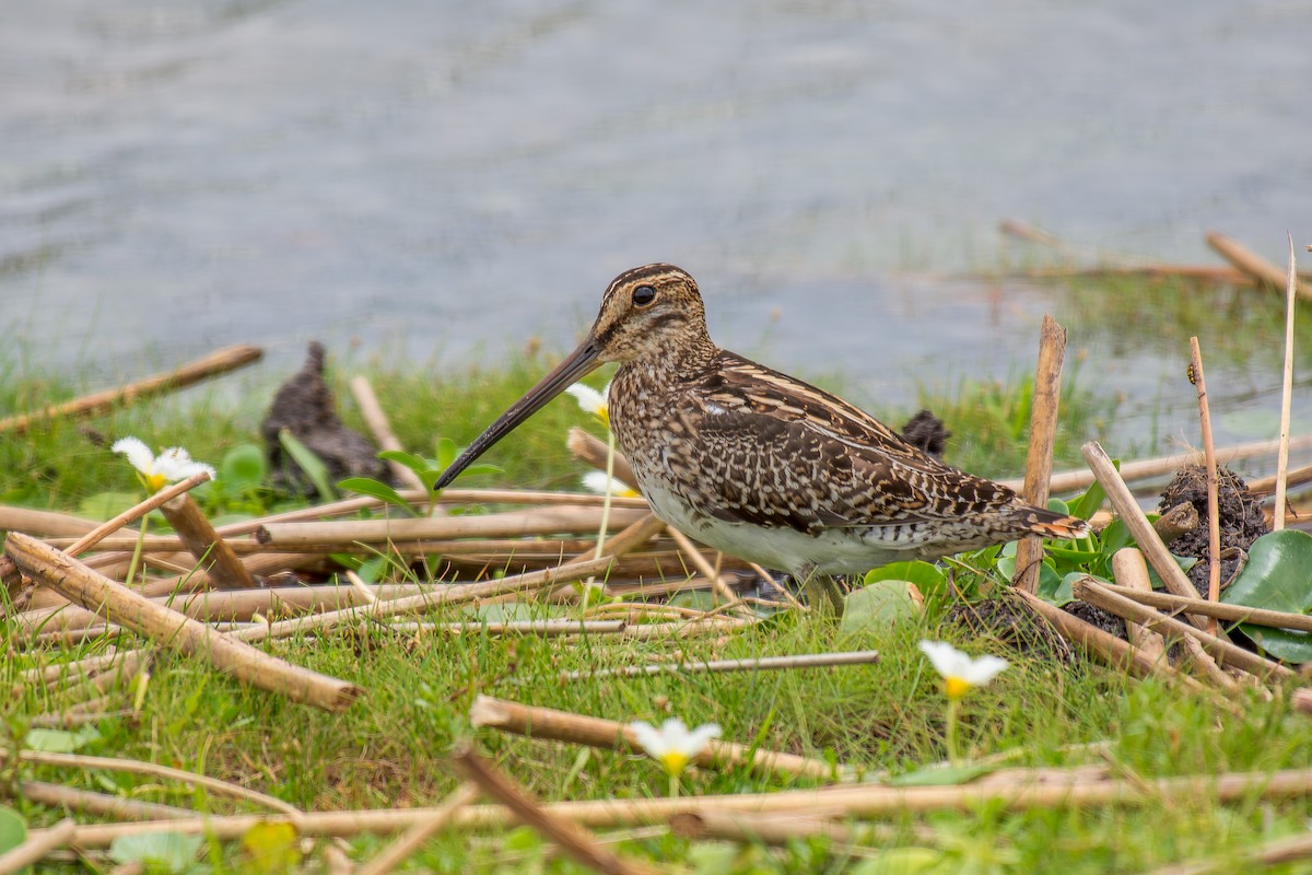 Pantanal Snipe - ML627506523