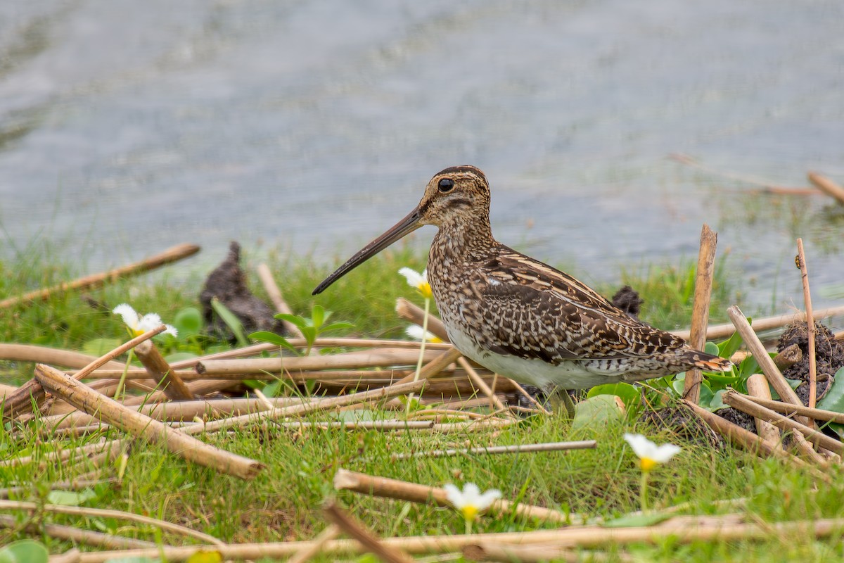 Pantanal Snipe - ML627506524