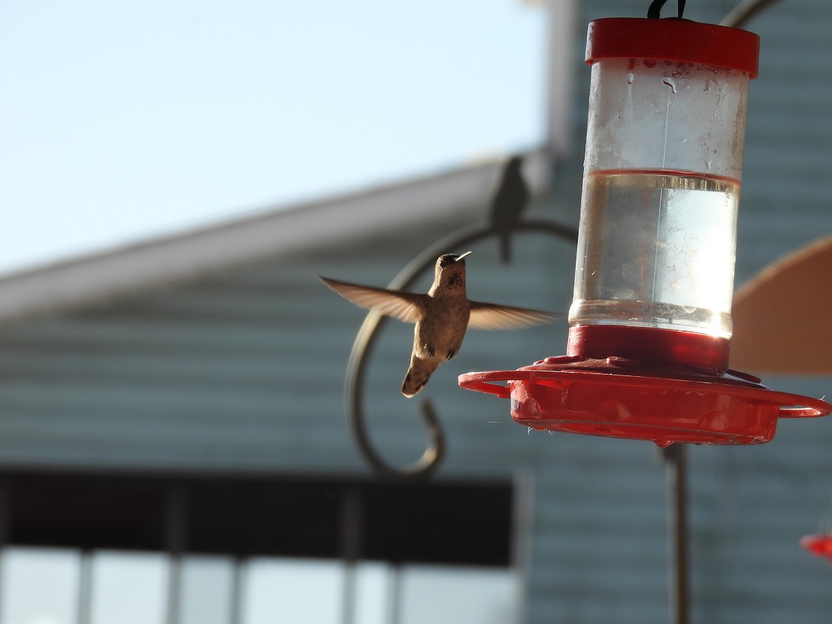 Anna's Hummingbird - ML627506585