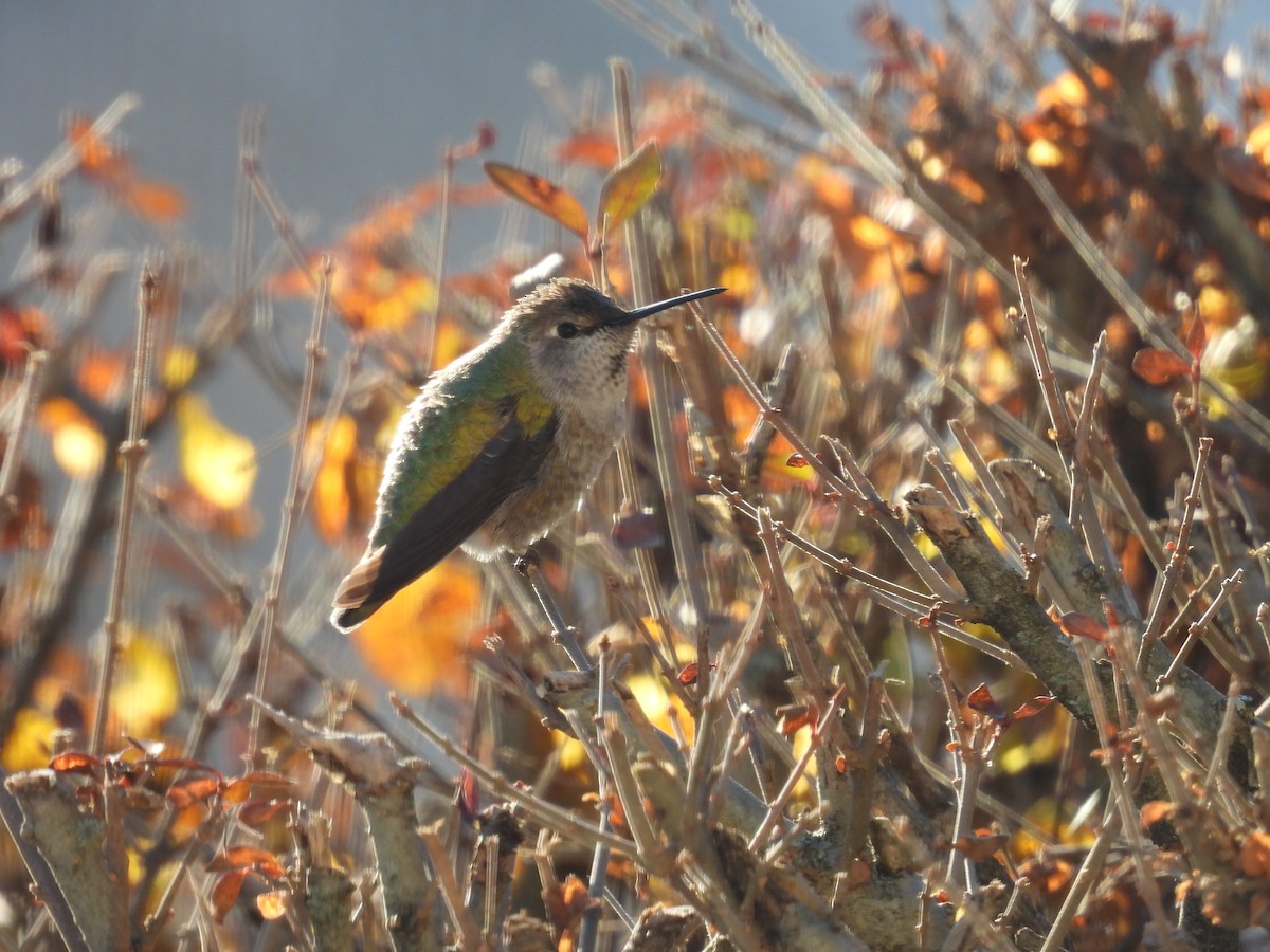 Anna's Hummingbird - ML627506591