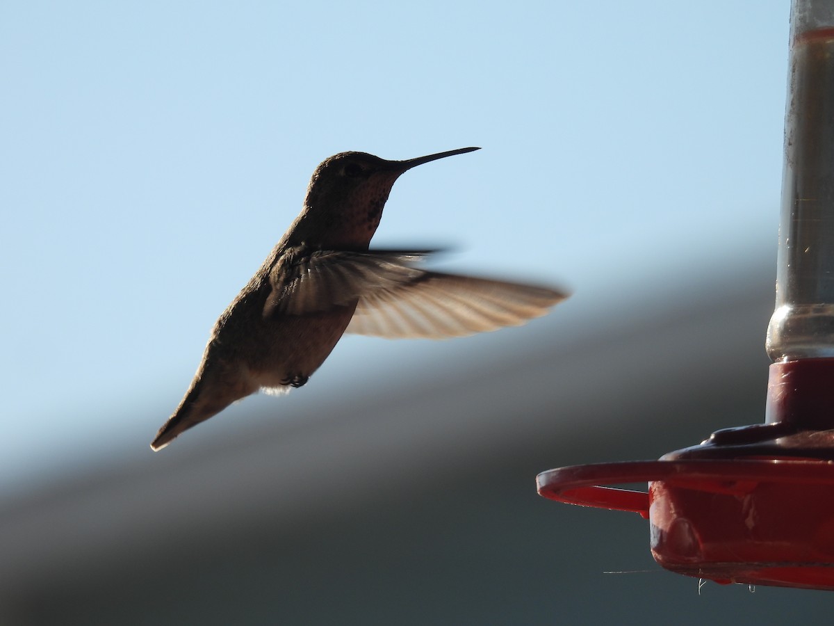 Anna's Hummingbird - ML627506602