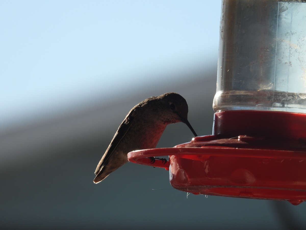 Anna's Hummingbird - ML627506627
