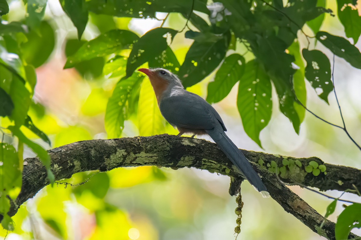 Red-billed Malkoha - ML627506650