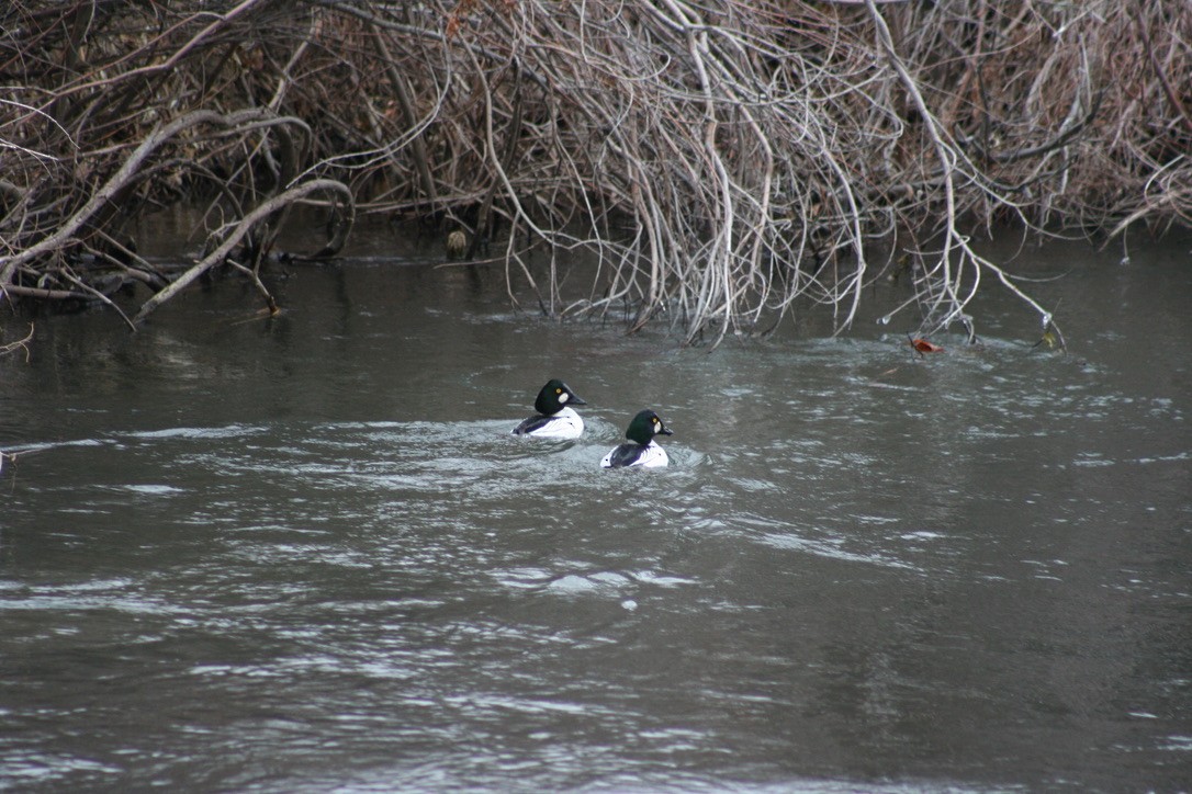 Common Goldeneye - ML627506720