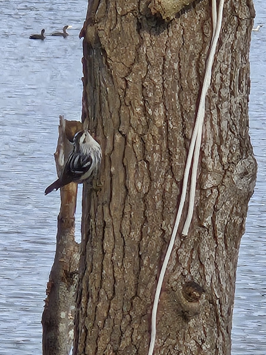 Black-and-white Warbler - ML627506732