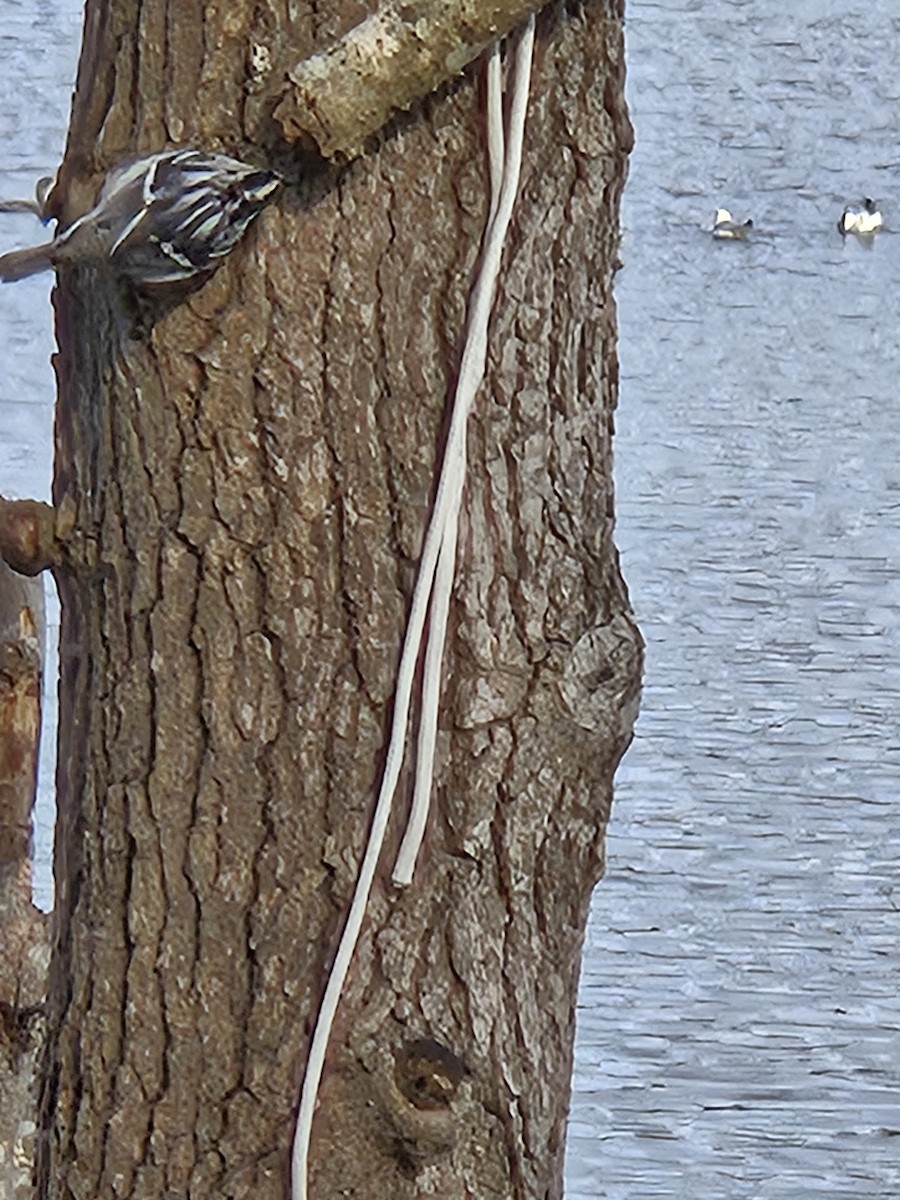 Black-and-white Warbler - ML627506733