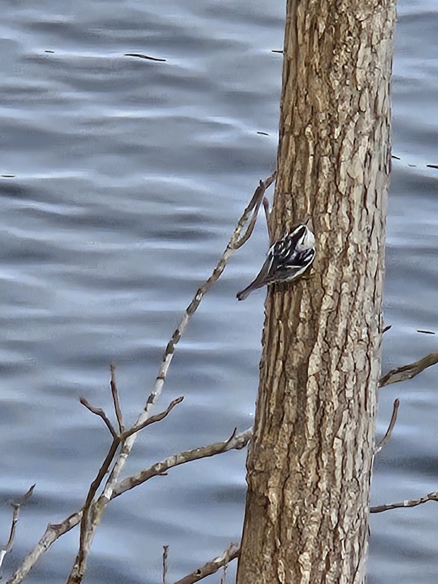 Black-and-white Warbler - ML627506734